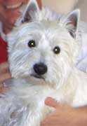 Photo du westie blanc Eliot